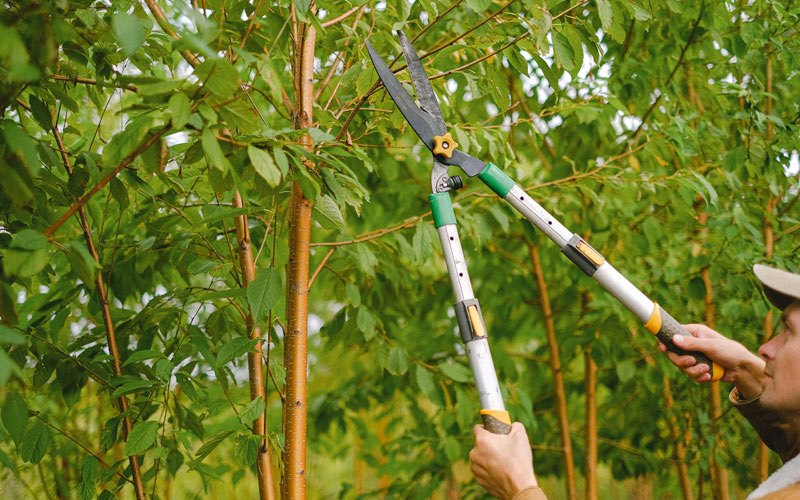 Tree trimming in Wilkesboro, NC